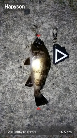 タチウオ狙いで阿賀マリノ