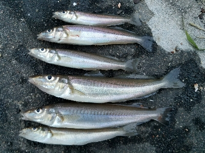 キス釣り　～丁寧に誘うといい～