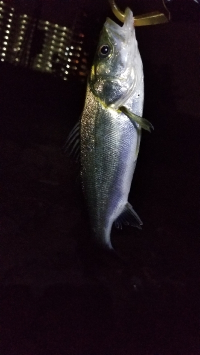 またもやチーバス