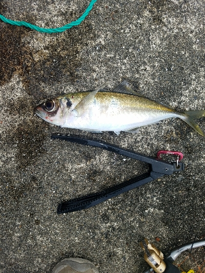 ハッピーフィッシング直江津にて