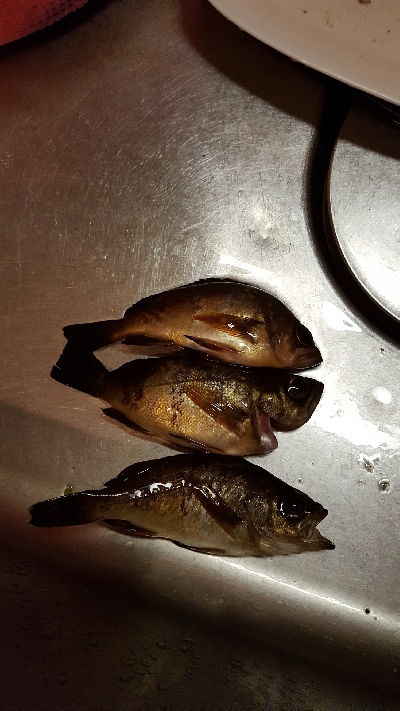 チヌを釣りたくて