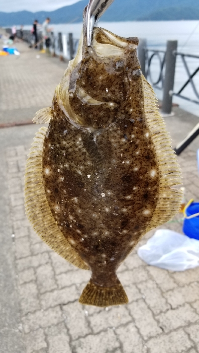 サビキとごかい　梅雨の合間