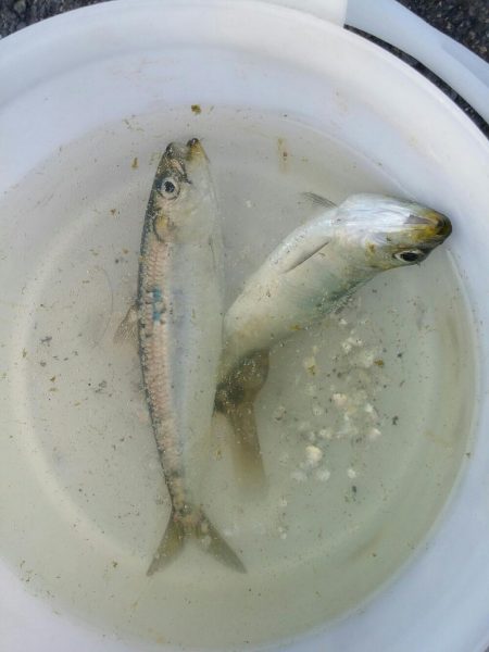 突堤の沖側の工事の為に、湾内混雑