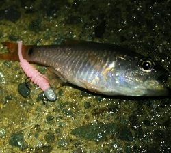 相模湾名物ネンブツダイ