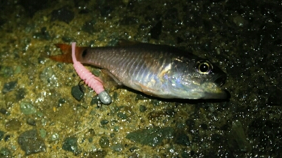 相模湾名物ネンブツダイ