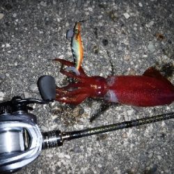 ライトエギング‼️