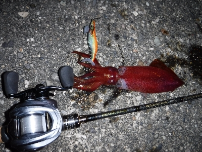 ライトエギング‼️