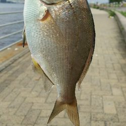 シーサイドコスモ、パワーイソメでタケノコ