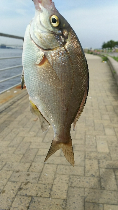 シーサイドコスモ、パワーイソメでタケノコ