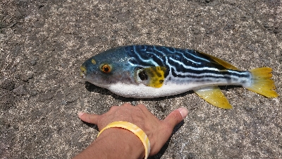 これは…、一体！？（´ 3｀)