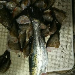 シーバス、カサゴ