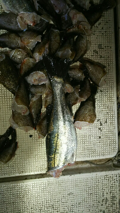 シーバス、カサゴ