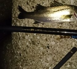 花見川シーバス