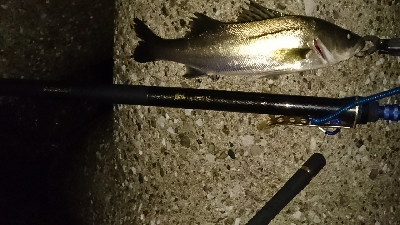 花見川シーバス