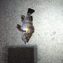 サイズがイマイチ