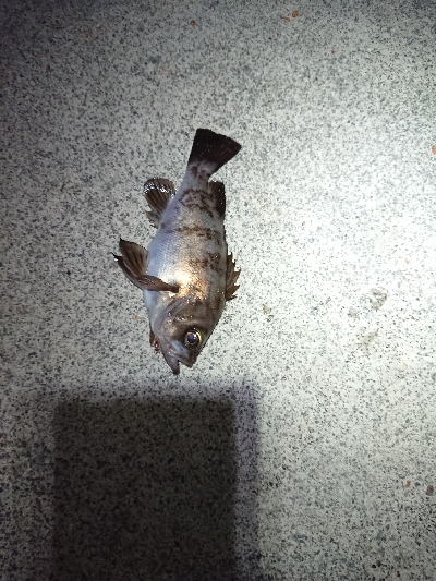 サイズがイマイチ