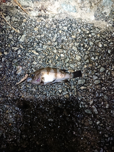 雨中のメバリング