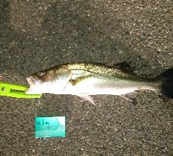 思わぬ大物！！