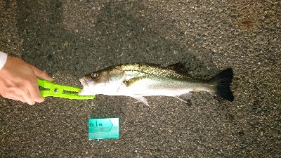 思わぬ大物！！