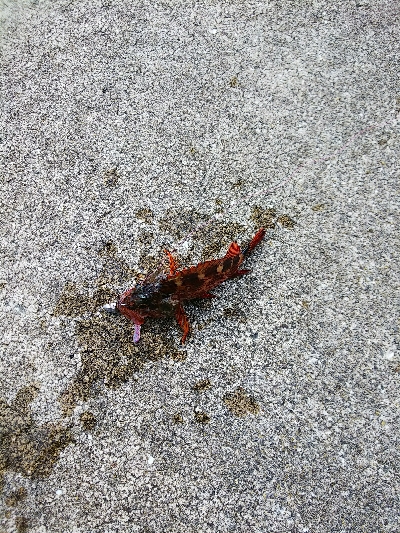 初ライトワインドでガシラ爆釣