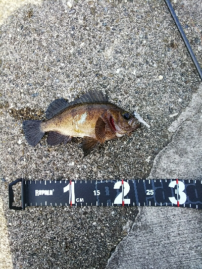 朝はイマイチ、夕方は爆釣