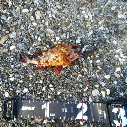 爆釣の予感が一転…