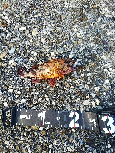 爆釣の予感が一転…