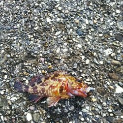 ロスト時々ガシラ