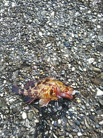 ロスト時々ガシラ