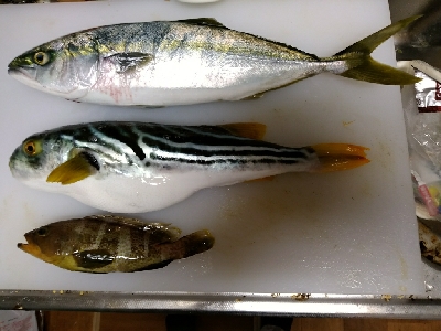 耐ラバに、サメが！