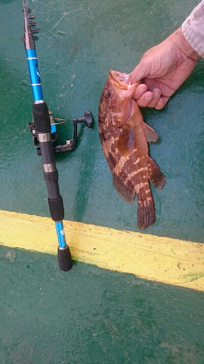 初めて釣れる魚