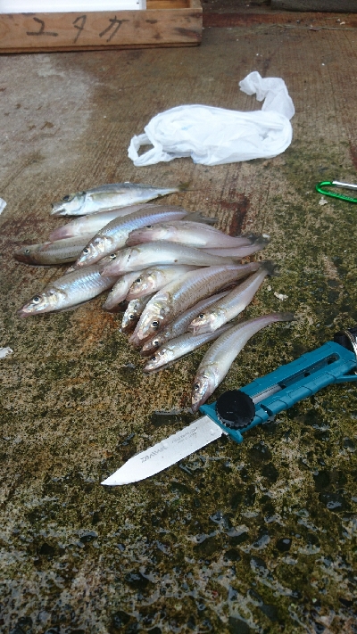 今年初のキス釣り