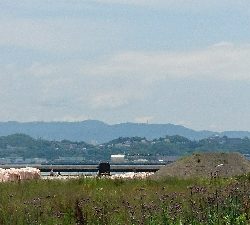 坊主逃れに・・・