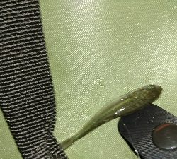 仕事帰りにメバリングに・・・