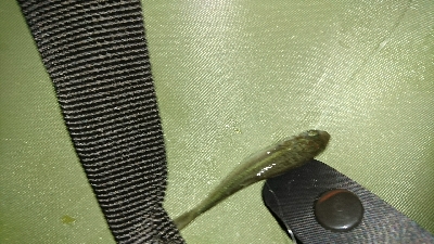 仕事帰りにメバリングに・・・