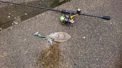 とりあえずコウイカゲット