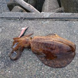 春イカ最終釣行  ２日目