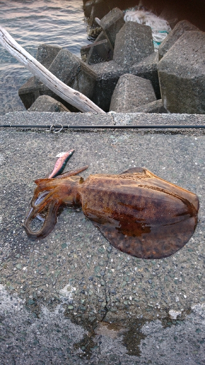 春イカ最終釣行  ２日目