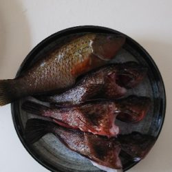 イカおらんのぅ