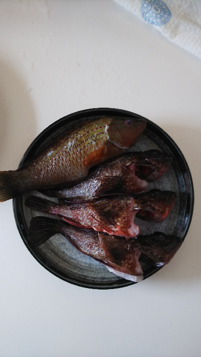 イカおらんのぅ