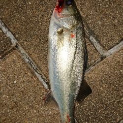 アジはまだか？