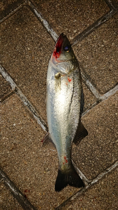 アジはまだか？