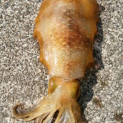 小振りなメス障泥烏賊