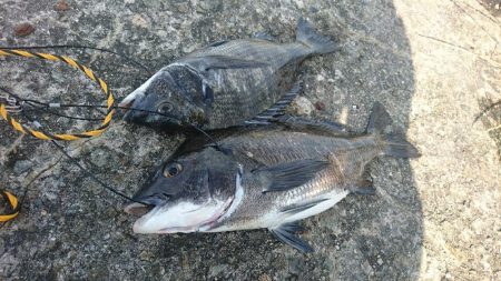 雨のあとも濁りなくチヌとキス