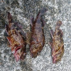 癒しのガッシー