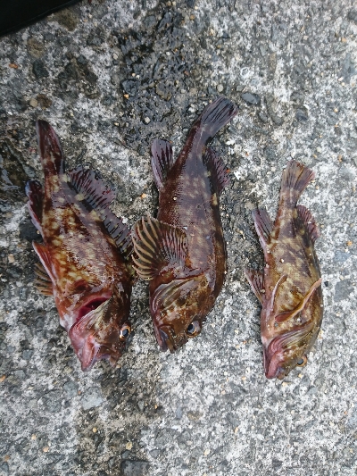 癒しのガッシー