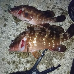 久しぶりのアコウ