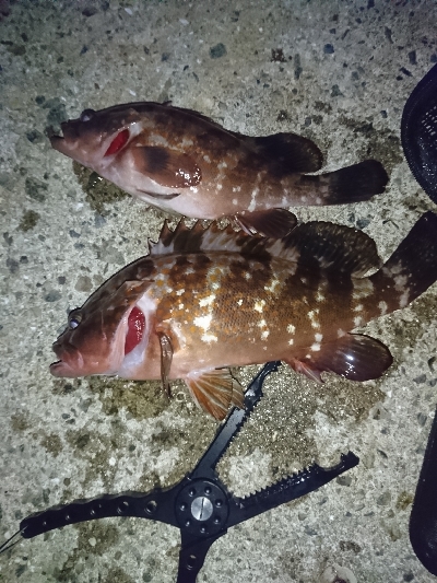 久しぶりのアコウ