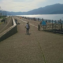 今年初のサビキ！