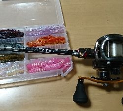 ロックフィッシュ調査